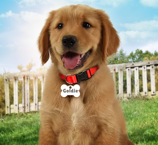 Personalized Pet ID Tags Bone